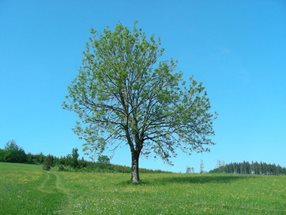 Fraxinus excelsior_kumpfmüller