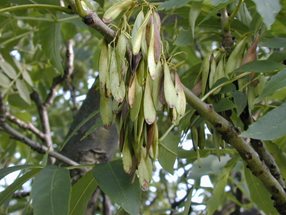 Fraxinus excelsior_kumpfmüller