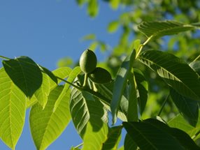 Juglans regia Frucht_kumpfmüller