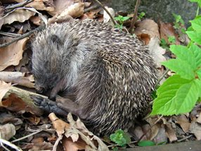 Igel_Kumpfmüller