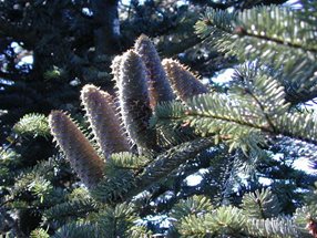 Abies alba_kumpfmüller