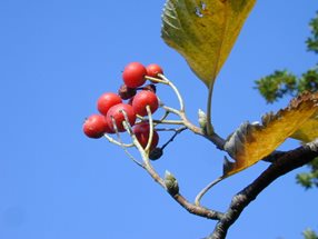 Sorbus aria Früchte_kumpfmüller