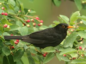 Amsel auf Felsenbirne_Josef Limberger