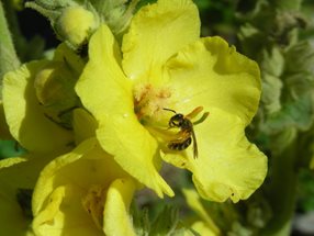 Wildbiene auf Königskerze_Kumpfmüller