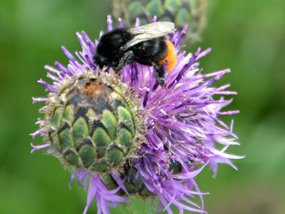 Hummel.JPG