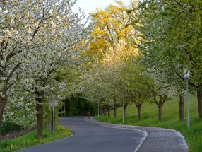 Prunus avium_kumpfmüller