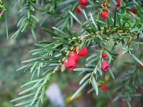 Taxus baccata_Lugmair