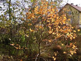 Sorbus aria Herbst_kumpfmüller