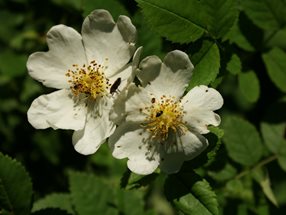 Rosa arvensis_kumpfmüller