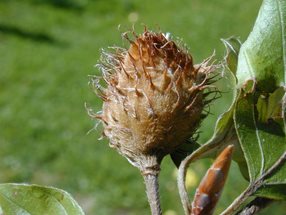 Fagus sylvatika Frucht_kumpfmüller