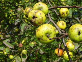 Malus sylvestris_Lugmair