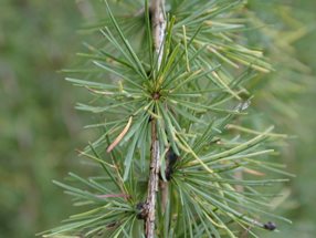 Larix decidua_kumpfmüller