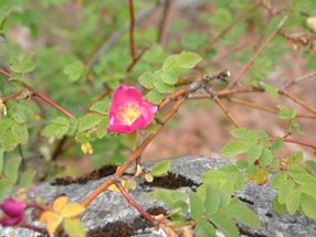 Rosa pendulina_kumpfmüller-001