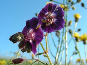 Geranium phaeum_Kumpfmüller Büro