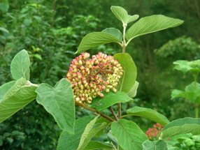 Viburnum lantana_kumpfmüller