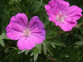 Geranium sanguineum_Polak