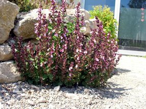 Teucrium chamaedrys_Polak