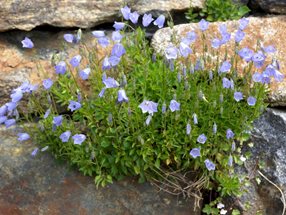 Campanula cochleariifolia_Luger