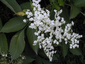 Sambucus nigra_Kumpfmüller Büro