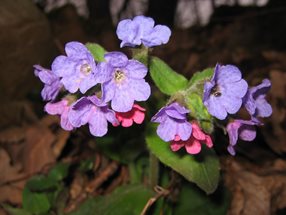 Pulmonaria officinalis_Polak