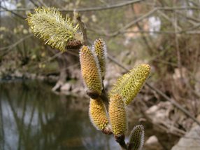 Salix cinerea_Lugmair