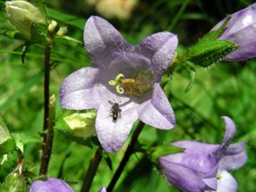 Campanula trachelium_Kumpfmüller Büro