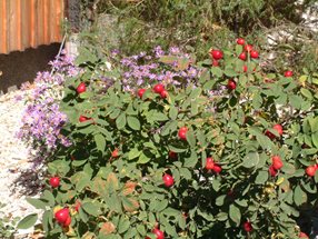 Rosa villosa Frucht, Aster Amellus_Luger