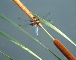 Plattbauchlibelle © Kumpfmüller