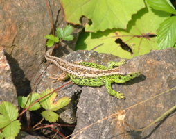 Zauneidechsen Männchen © Luger