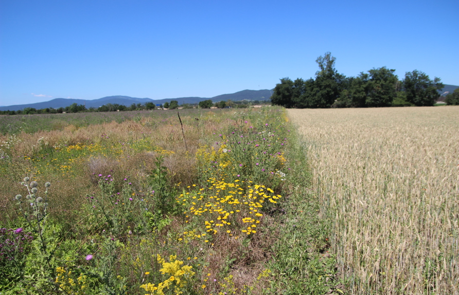 Da die Blühflächen regelmäßig in der Flur verteilt liegen, haben Nützlinge, wie zum Beispiel die Wildbienen, ausreichend Lebensraum.  (c) Rudi Schmid