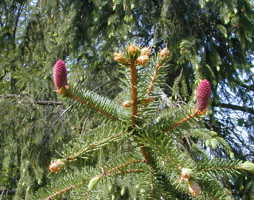 Picea abies Gemeine Fichte © Kumpfmüller