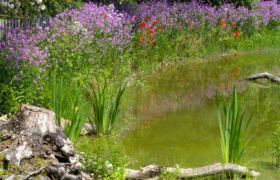 Detail ‚Sumpfgraben‘ mit Biotopstrukturen (Wurzelstock, Totholz) © Maria Siegl