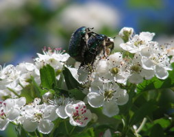 Rosenkäfer auf Weißdorn © Kumpfmüller