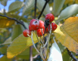 Sorbus aria Mehlbeere Früchte © Kumpfmüller