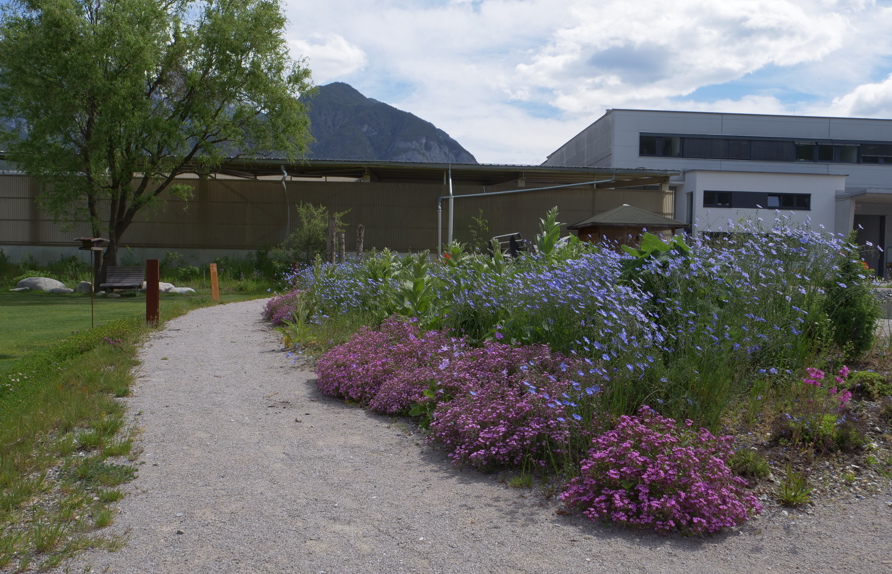 Kräuter- Duftbeet im 2. Frühjahr © Maria Siegl