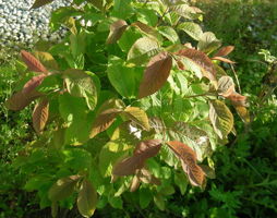 Lonicera nigra Schwarze Heckenkirsche © Kumpfmüller