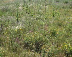 Viele Blühflächen-Pflanzen haben starke Stängel die mehrere Jahre stehen bleiben, wie die Karde im Hintergrund. Das sind die natürlichen Insekten-Hotels  (c) Rudi Schmid