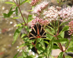 Rusischer Bär auf Wasserdost © Luger
