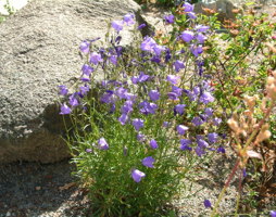 Campanula rotundifolia - Rundblatt Glockenblume © Luger