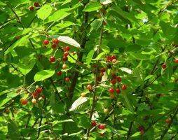 Prunus avium Vogelkirsche Früchte © Kumpfmüller