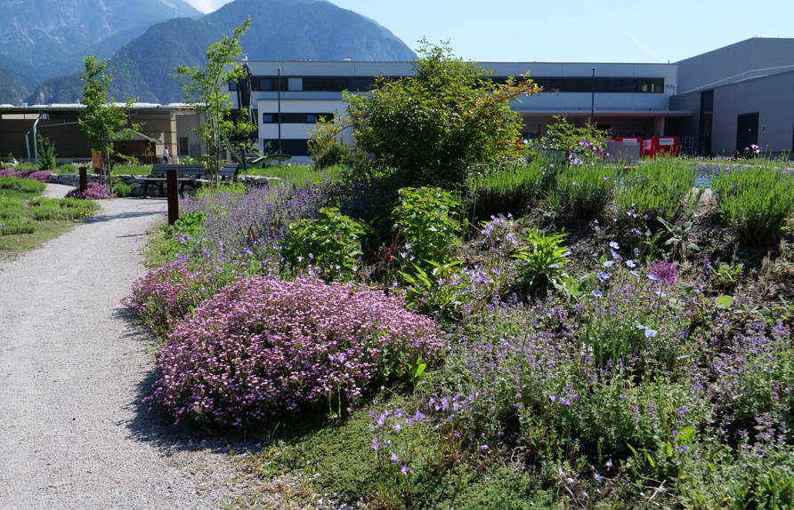 Kräuter- Duftbeet im 2. Frühjahr © Maria Siegl