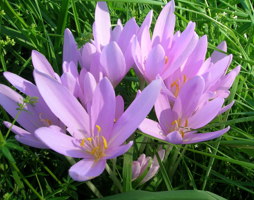 Colchicum autumnale - Herbstzeitlose © Kals