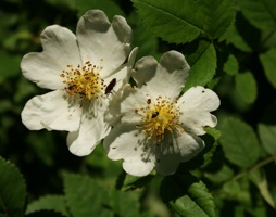 Rosa arvensis Feld-Rose © Kumpfmüller