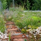 Kurztrainingsseminar Dach- und Fasadenbegrünung