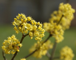 Cornus mas Kornelkirsche © Kumpfmüller