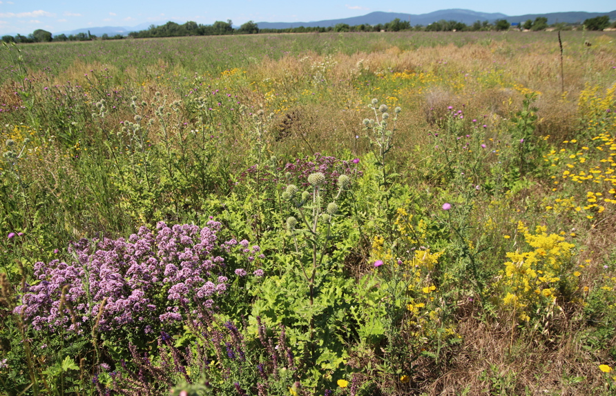 Wir setzen unsere Blühflächenmischungen nach dem Vorbild der natürlichen Sukzession zusammen. Sie enthalten kurzlebige und ausdauernde Pflanzen. Die Kurzlebigen sind in den ersten zwei Jahren nach der Ansaat vorherrschend, dann übernehmen die Ausdauernden. Da viele von ihnen viele Jahrzehnte alt werden können bleiben die Blühflächen dauerhaft vielfältig. Entstehen Lücken (zum Beispiel durch randliche Bodenbearbeitung) können sich die Kurzlebigen aus der Samenbank wieder neu entwickeln.  (c) Rudi Schmid