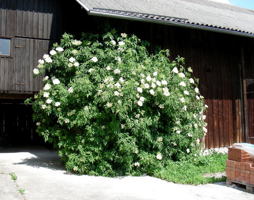 Sambucus nigra Schwarzer Holunder © Kumpfmüller