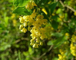 Berberis vulgaris Berberitze © Kumpfmüller