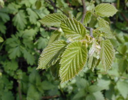 Corylus avellana Hasel © Kumpfmüller