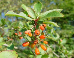 Berberis vulgaris Berberritze © Lugmair